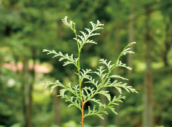 キシル 会社概要