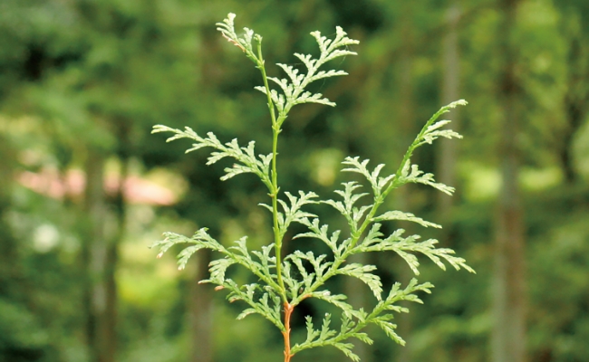 キシル 会社概要