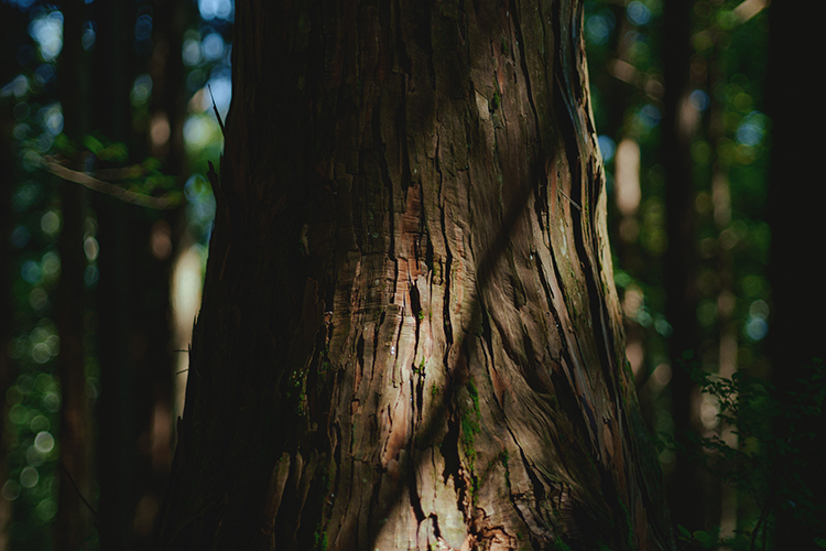 VALUE OF HINOKI ひのきという素材の価値