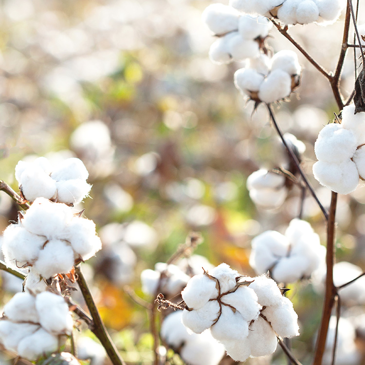 オーガニック敷ふとん SS 寝具 敷ふとん シンプル オーガニックコットン