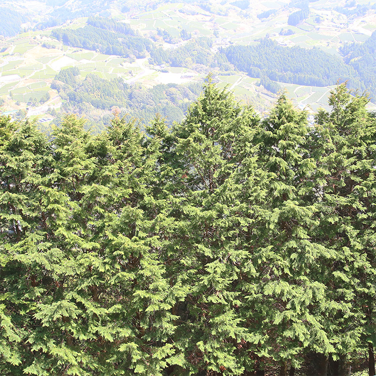 日本の森で育った木を<br>無駄なく使うために カッティングボード S ひのき シンプル 木製