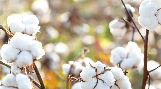 工程までオーガニック