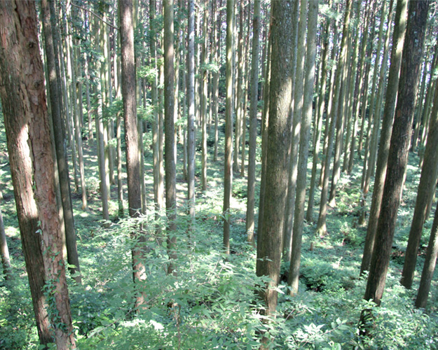 日本のすぎやひのきが育つ、針葉樹林