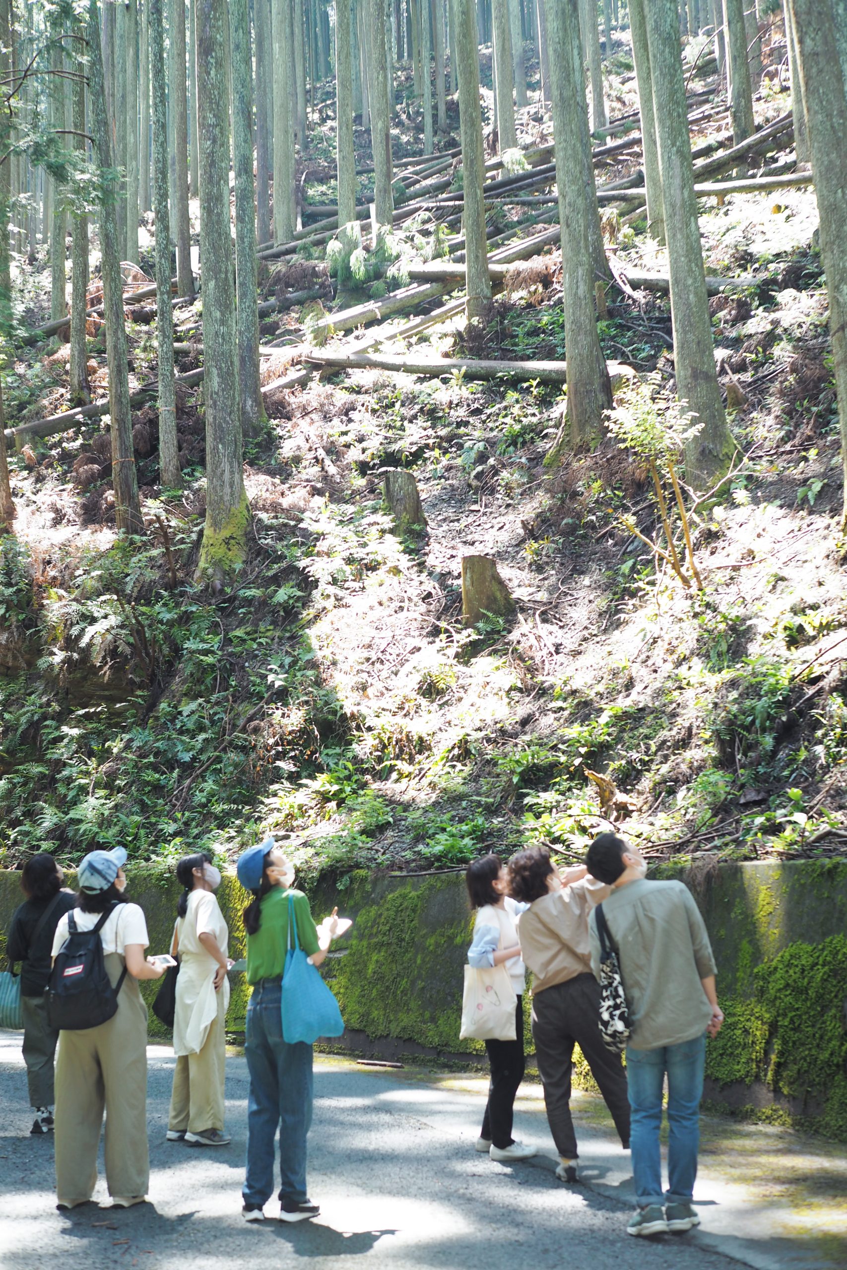 道沿いには、管理されていない林と人の手が入れられた林