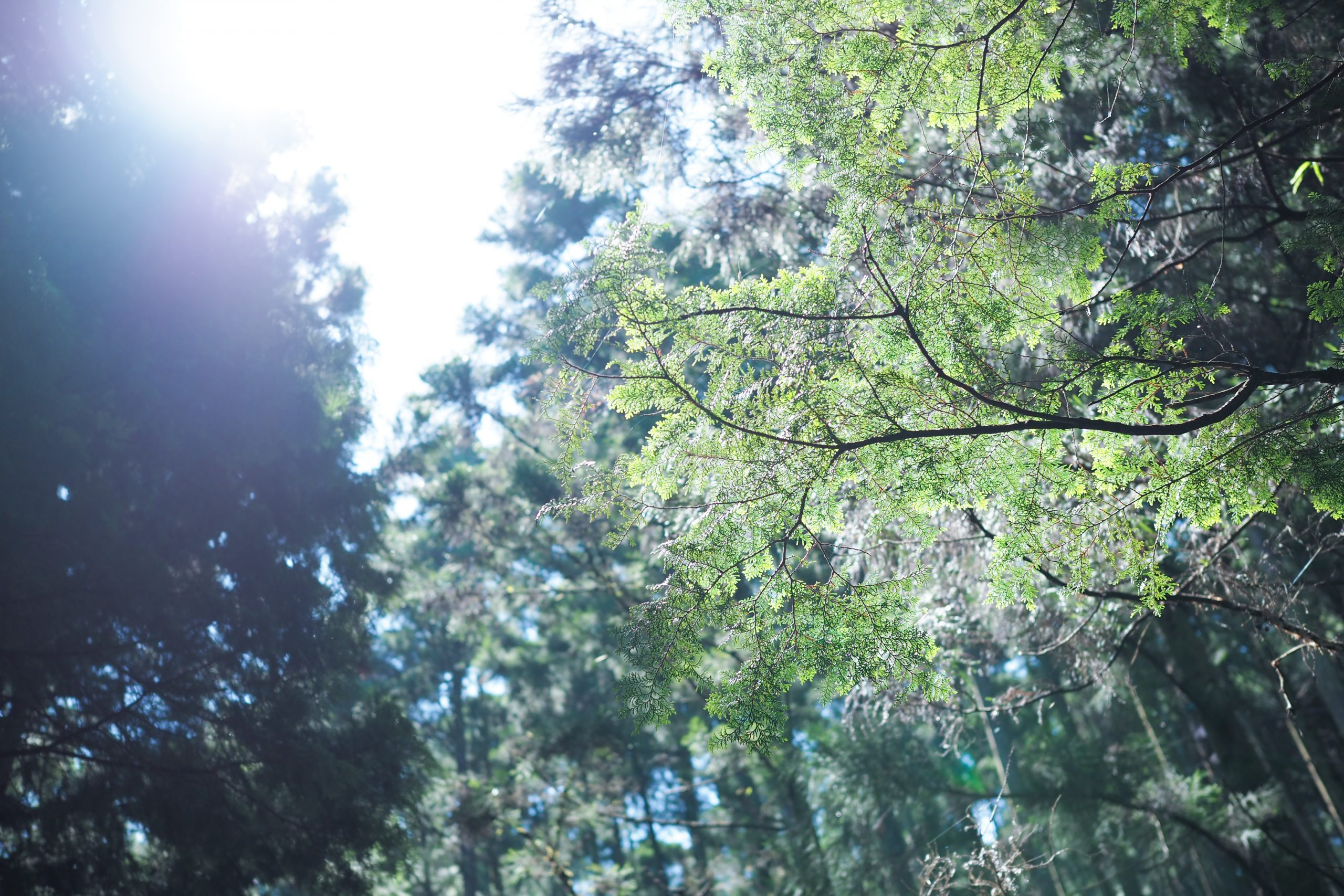 日本のすぎやひのきが育つ、針葉樹林
