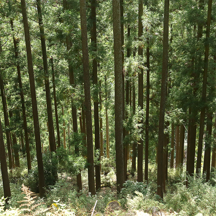 針葉樹の杉林